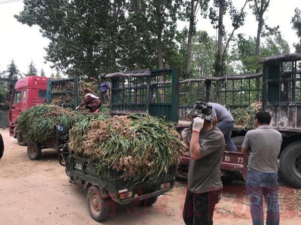 郑州万邦大蒜佳价绽放，共享丰收喜悦时光